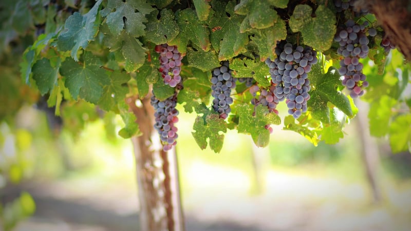 Vineyard Estates