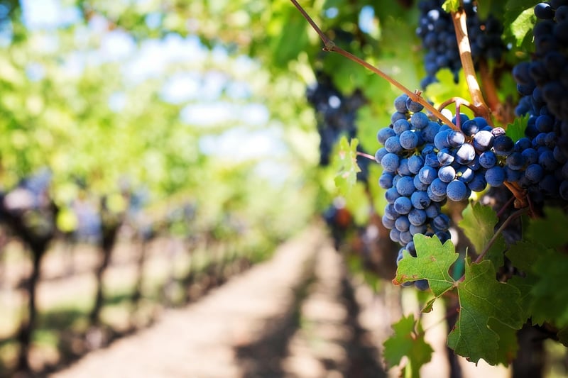 Beringer Vineyards